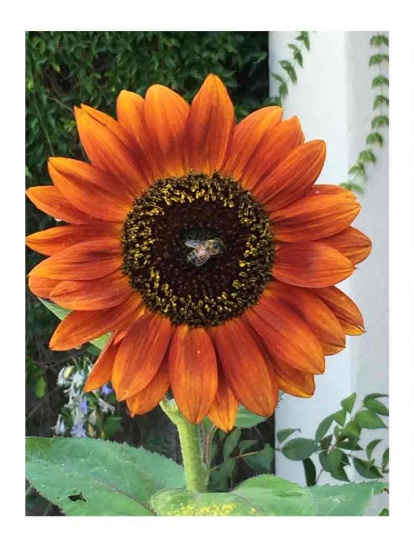 bee-one-garden-flower